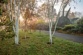 JOHN MASSEY GARDEN, ASHWOOD NURSERIES, WORCESTERSHIRE, FALL, AUTUMN, OCTOBER, BETULA, BIRCHES, LAWN