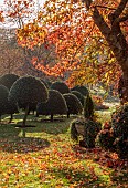 JOHN MASSEY GARDEN, ASHWOOD NURSERIES, WORCESTERSHIRE, FALL, AUTUMN, OCTOBER. STONE URN, LAWN, CLIPPED TOPIARY HOLLY, ILEX AQUIFOLIUM SIBERIA, LIQUIDAMBAR WORPLESDON, SWEET GUM
