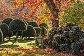 JOHN MASSEY GARDEN, ASHWOOD NURSERIES, WORCESTERSHIRE, FALL, AUTUMN, OCTOBER. STONE URN, LAWN, CLIPPED TOPIARY HOLLY, ILEX AQUIFOLIUM SIBERIA, LIQUIDAMBAR WORPLESDON, SWEET GUM