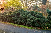 JOHN MASSEY GARDEN, ASHWOOD NURSERIES, WORCESTERSHIRE: OCTOBER, FALL, AUTUMN, CLOUD PRUNED HEDGE, HEDGING, HEDGES, HOLLY, ILEX AQUIFOLIUM ALASKA, TOPIARY, CLIPPED