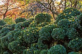 JOHN MASSEY GARDEN, ASHWOOD NURSERIES, WORCESTERSHIRE: OCTOBER, FALL, AUTUMN, CLOUD PRUNED HEDGE, HEDGING, HEDGES, HOLLY, ILEX AQUIFOLIUM ALASKA, TOPIARY, CLIPPED