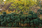 JOHN MASSEY GARDEN, ASHWOOD NURSERIES, WORCESTERSHIRE: OCTOBER, FALL, AUTUMN, CLOUD PRUNED HEDGE, HEDGING, HEDGES, HOLLY, ILEX AQUIFOLIUM ALASKA, TOPIARY, CLIPPED