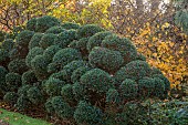 JOHN MASSEY GARDEN, ASHWOOD NURSERIES, WORCESTERSHIRE: OCTOBER, FALL, AUTUMN, CLOUD PRUNED HEDGE, HEDGING, HEDGES, HOLLY, ILEX AQUIFOLIUM ALASKA, TOPIARY, CLIPPED