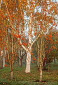 JOHN MASSEY GARDEN, ASHWOOD NURSERIES, WORCESTERSHIRE, FALL, AUTUMN, OCTOBER, ORANGE FRUITS OF SORBUS AUCUPARIA AUTUMN SPIRE, ROWAN, WHITEBEAM, MOUNTAIN ASH, TREES