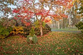 JOHN MASSEY GARDEN, ASHWOOD NURSERIES, WORCESTERSHIRE, FALL, AUTUMN, OCTOBER. STONE URN, LAWN, LIQUIDAMBAR WORPLESDON, SWEET GUM