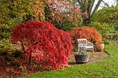 JOHN MASSEY GARDEN, ASHWOOD NURSERIES, WORCESTERSHIRE, FALL, AUTUMN, OCTOBER: PATIO, TERRACE WITH ACER PALMATUM DISSECTUM, WHITE BENCH, SEAT