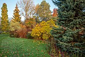 JOHN MASSEY GARDEN, ASHWOOD NURSERIES, WORCESTERSHIRE, FALL, AUTUMN, OCTOBER, BORDER, AUTUMN COLOUR BESIDE THE LAWN