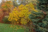 JOHN MASSEY GARDEN, ASHWOOD NURSERIES, WORCESTERSHIRE, FALL, AUTUMN, OCTOBER, BORDER, AUTUMN COLOUR BESIDE THE LAWN