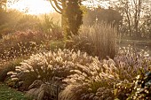 JOHN MASSEY GARDEN, ASHWOOD NURSERIES, WORCESTERSHIRE: OCTOBER, MIST, FOG, CALAMAGROSTIS KARL FOERSTER, PENNISETUM DARK DESIRE, SYMPHYOTRICHUM LITTLE CARLOW, BERBERIS ORANGE ROCKET