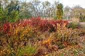 JOHN MASSEY GARDEN, ASHWOOD NURSERIES, WORCESTERSHIRE: OCTOBER, BORDER, ERYNGIUMS, BERBERIS ORANGE ROCKET