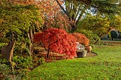 JOHN MASSEY GARDEN, ASHWOOD NURSERIES, WORCESTERSHIRE, FALL, AUTUMN, OCTOBER: PATIO, TERRACE WITH ACER PALMATUM DISSECTUM, WHITE BENCH, SEAT