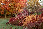 JOHN MASSEY GARDEN, ASHWOOD NURSERIES, WORCESTERSHIRE, FALL, AUTUMN, OCTOBER, CORNUS ANNYS WINTER ORANGE, HAMAMELIS YAMINA, COTINUS COGGYGRIA LILLA, ACER VALLEY PHANTOM