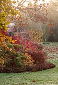 JOHN MASSEY GARDEN, ASHWOOD NURSERIES, WORCESTERSHIRE, FALL, AUTUMN, OCTOBER, CORNUS ALBA BATON ROUGE, ACER VALLEY PHANTOM
