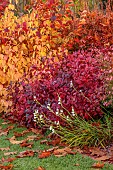 JOHN MASSEY GARDEN, ASHWOOD NURSERIES, WORCESTERSHIRE, FALL, AUTUMN, OCTOBER, COTINUS COGGYGRIA LILLA, HESPERANTHA COCCINEA SNOW MAIDEN, CORNUS SANGUINEA ANNYS WINTER ORANGE