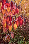 JOHN MASSEY GARDEN, ASHWOOD NURSERIES, WORCESTERSHIRE, FALL, AUTUMN, OCTOBER, RED, YELLOW LEAVES OF CORNUS ALBA BATON ROUGE, SHRUBS