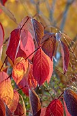 JOHN MASSEY GARDEN, ASHWOOD NURSERIES, WORCESTERSHIRE, FALL, AUTUMN, OCTOBER, RED, YELLOW LEAVES OF CORNUS ALBA BATON ROUGE, SHRUBS