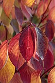 JOHN MASSEY GARDEN, ASHWOOD NURSERIES, WORCESTERSHIRE, FALL, AUTUMN, OCTOBER, RED, YELLOW LEAVES OF CORNUS ALBA BATON ROUGE, SHRUBS