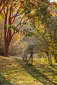 JOHN MASSEY GARDEN, ASHWOOD NURSERIES, WORCESTERSHIRE, FALL, AUTUMN, OCTOBER, CHICKEN WIRE DEER AMONGST ACER GRISEUM