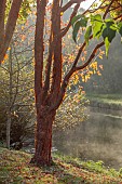 JOHN MASSEY GARDEN, ASHWOOD NURSERIES, WORCESTERSHIRE, FALL, AUTUMN, OCTOBER, ACER GRISEUM BESIDE THE CANAL