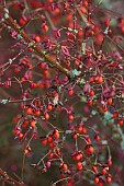 JOHN MASSEY GARDEN, ASHWOOD NURSERIES, WORCESTERSHIRE, FALL, AUTUMN, OCTOBER, RED BERRIES, FRUITS OF EUONYMUS ALATUS COMPACTUS, SHRUBS, TREES