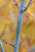 JOHN MASSEY GARDEN, ASHWOOD NURSERIES, WORCESTERSHIRE, FALL, AUTUMN, OCTOBER, WHITE BARK OF SNAKE BARK MAPLE, ACER TEGMENTOSUM VALLEY PHANTOM