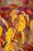 JOHN MASSEY GARDEN, ASHWOOD NURSERIES, WORCESTERSHIRE, FALL, AUTUMN, OCTOBER, YELLOW LEAVES, FOLIAGE OF CORNUS SANGUINEA ANNYS WINTER ORANGE, SHRUBS