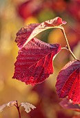 JOHN MASSEY GARDEN, ASHWOOD NURSERIES, WORCESTERSHIRE, FALL, AUTUMN, OCTOBER, RED LEAVES, FOLIAGE OF HAMAMELIS YAMINA, SHRUBS, WITCH HAZELS
