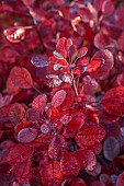 JOHN MASSEY GARDEN, ASHWOOD NURSERIES, WORCESTERSHIRE, FALL, AUTUMN, OCTOBER, RED LEAVES, FOLIAGE OF COTINUS COGGYGRIA LILLA, SHRUBS
