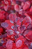 JOHN MASSEY GARDEN, ASHWOOD NURSERIES, WORCESTERSHIRE, FALL, AUTUMN, OCTOBER, RED LEAVES, FOLIAGE OF COTINUS COGGYGRIA LILLA, SHRUBS
