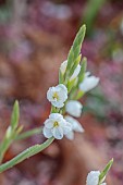JOHN MASSEY GARDEN, ASHWOOD NURSERIES, WORCESTERSHIRE, FALL, AUTUMN, OCTOBER, WHITE FLOWERS, BLOOMS OF HERPERANTHA COCCINEA SNOW MAIDEN, SCHIZOSTYLIS, BULBS