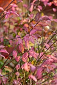 JOHN MASSEY GARDEN, ASHWOOD NURSERIES, WORCESTERSHIRE, FALL, AUTUMN, OCTOBER, PINK LEAVES, FOLIAGE OF EUONYMUS ALATUS F. CILIATODENTATUS, SHRUBS, TREES