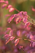JOHN MASSEY GARDEN, ASHWOOD NURSERIES, WORCESTERSHIRE, FALL, AUTUMN, OCTOBER, PINK LEAVES, FOLIAGE OF EUONYMUS ALATUS F. CILIATODENTATUS, SHRUBS, TREES