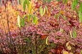 JOHN MASSEY GARDEN, ASHWOOD NURSERIES, WORCESTERSHIRE, FALL, AUTUMN, OCTOBER, PINK BERRIES OF EUONYMUS HAMILTONIANUS MISS PINKIE, SHRUBS, DECIDUOUS