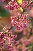 JOHN MASSEY GARDEN, ASHWOOD NURSERIES, WORCESTERSHIRE, FALL, AUTUMN, OCTOBER, PINK BERRIES OF EUONYMUS HAMILTONIANUS MISS PINKIE, SHRUBS, DECIDUOUS