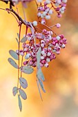 JOHN MASSEY GARDEN, ASHWOOD NURSERIES, WORCESTERSHIRE, FALL, AUTUMN, OCTOBER, PINK, CREAM, WHITE BERRIES OF SORBUS HUPEHENSIS, TREES, ROWAN, MOUNTAIN ASH, DECIDUOUS