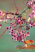 JOHN MASSEY GARDEN, ASHWOOD NURSERIES, WORCESTERSHIRE, FALL, AUTUMN, OCTOBER, PINK, CREAM, WHITE BERRIES OF SORBUS HUPEHENSIS, TREES, ROWAN, MOUNTAIN ASH, DECIDUOUS