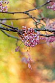 JOHN MASSEY GARDEN, ASHWOOD NURSERIES, WORCESTERSHIRE, FALL, AUTUMN, OCTOBER, PINK, CREAM, WHITE BERRIES OF SORBUS HUPEHENSIS, TREES, ROWAN, MOUNTAIN ASH, DECIDUOUS
