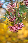 JOHN MASSEY GARDEN, ASHWOOD NURSERIES, WORCESTERSHIRE, FALL, AUTUMN, OCTOBER, PINK, CREAM, WHITE BERRIES OF SORBUS HUPEHENSIS, TREES, ROWAN, MOUNTAIN ASH, DECIDUOUS