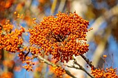 JOHN MASSEY GARDEN, ASHWOOD NURSERIES, WORCESTERSHIRE, FALL, AUTUMN, OCTOBER, ORANGE FRUITS OF SORBUS AUCUPARIA AUTUMN SPIRE, ROWAN, WHITEBEAM, MOUNTAIN ASH, TREES