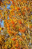 JOHN MASSEY GARDEN, ASHWOOD NURSERIES, WORCESTERSHIRE, FALL, AUTUMN, OCTOBER, ORANGE FRUITS OF SORBUS AUCUPARIA AUTUMN SPIRE, ROWAN, WHITEBEAM, MOUNTAIN ASH, TREES