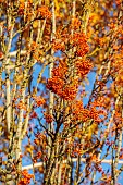 JOHN MASSEY GARDEN, ASHWOOD NURSERIES, WORCESTERSHIRE, FALL, AUTUMN, OCTOBER, ORANGE FRUITS OF SORBUS AUCUPARIA AUTUMN SPIRE, ROWAN, WHITEBEAM, MOUNTAIN ASH, TREES