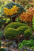 JOHN MASSEY GARDEN, ASHWOOD NURSERIES, WORCESTERSHIRE, FALL, AUTUMN, OCTOBER, GINGKO BILOBA MARIKEN, CLIPPED TOPIARY ILEX CRENATA GOLDEN GEM, ABIES GLAUCA COMPACTA, FAGUS MERCEDES
