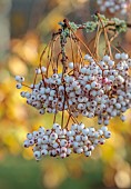 JOHN MASSEY GARDEN, ASHWOOD NURSERIES, WORCESTERSHIRE, FALL, AUTUMN, OCTOBER, SORBUS PSEUDOVILMORINII, MOUNTAIN ASH, ROWAN, TREES