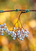 JOHN MASSEY GARDEN, ASHWOOD NURSERIES, WORCESTERSHIRE, FALL, AUTUMN, OCTOBER, SORBUS PSEUDOVILMORINII, MOUNTAIN ASH, ROWAN, TREES