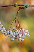 JOHN MASSEY GARDEN, ASHWOOD NURSERIES, WORCESTERSHIRE, FALL, AUTUMN, OCTOBER, SORBUS PSEUDOVILMORINII, MOUNTAIN ASH, ROWAN, TREES