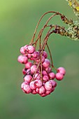 JOHN MASSEY GARDEN, ASHWOOD NURSERIES, WORCESTERSHIRE, FALL, AUTUMN, OCTOBER, SORBUS AUCUPARIA GLENDOICK SPIRE, MOUNTAIN ASH, ROWAN, TREES