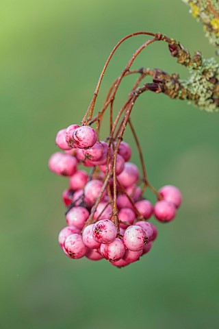 JOHN_MASSEY_GARDEN_ASHWOOD_NURSERIES_WORCESTERSHIRE_FALL_AUTUMN_OCTOBER_SORBUS_AUCUPARIA_GLENDOICK_S