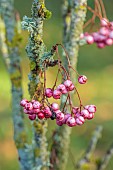 JOHN MASSEY GARDEN, ASHWOOD NURSERIES, WORCESTERSHIRE, FALL, AUTUMN, OCTOBER, SORBUS AUCUPARIA GLENDOICK SPIRE, MOUNTAIN ASH, ROWAN, TREES