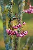 JOHN MASSEY GARDEN, ASHWOOD NURSERIES, WORCESTERSHIRE, FALL, AUTUMN, OCTOBER, SORBUS AUCUPARIA GLENDOICK SPIRE, MOUNTAIN ASH, ROWAN, TREES
