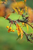 JOHN MASSEY GARDEN, ASHWOOD NURSERIES, WORCESTERSHIRE, FALL, AUTUMN, OCTOBER, YELLOW FRUITS OF MALUS TRANSITORIA THORNHAYES TANSY, TREES